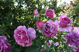 Rose Violette Parfumee Dans Le Jardin Des Philtres D Amour Du Chateau Du Rivau Lemere Val De Loire