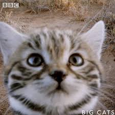 Reflection, cat, neon, cyberpunk, vaporwave. Bbc Earth Big Cats The Black Footed Cat Facebook
