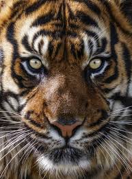 Gorra tigres negra cara tigres 2021. Os Tigres Em 20 Imagens Absurdamente Fantasticas Fotos De Animais Selvagens Animais Selvagens Gatos Selvagens