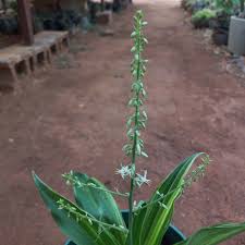 Image result for Multidentia concrescens