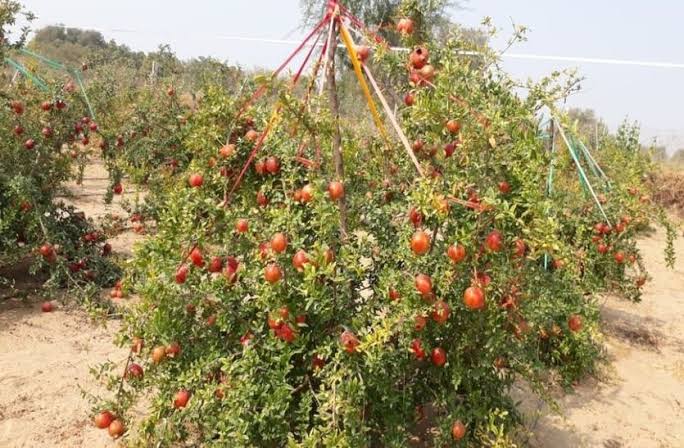 अनार की हुई बंपर पैदावार, मंडी नहीं होने से सस्ते में बेच रहे किसान | Pomegranate Farming In Jeewana Area