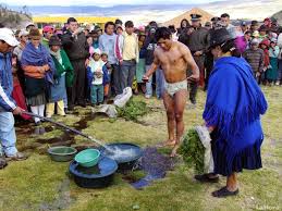 Image result for Justicia incana