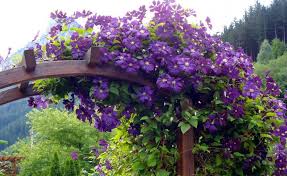 Waldreben Die Schonsten Wildformen Clematis Viticella Clematis Garten Pflanzen