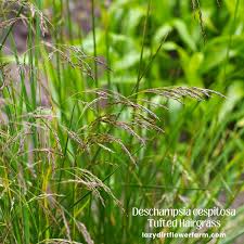 Image result for Deschampsia