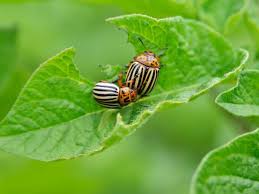 The result of these adaptations can be a plant that is, by. What Is Eating My Pepper Plants At Night