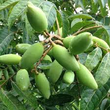 Image result for Canarium