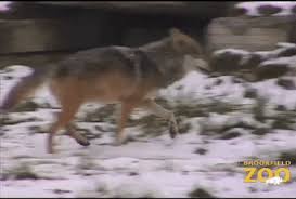 In our funny gifs category wolves from our cliparts collection you will find funny animated gifs, images and graphics to download. Running With The Wolves Gifs Get The Best Gif On Giphy