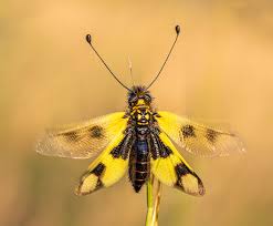 Image result for Anthospermum ammannioides