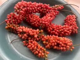 Image result for Dioscoreophyllum