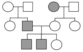 Pedigree worksheets with answer key. Analyzing Human Pedigrees Biology Libretexts