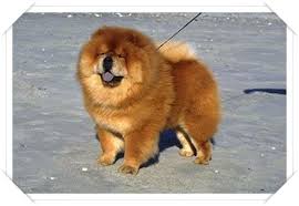 Cin Aslan Kopegi Honden Dieren Chowchow