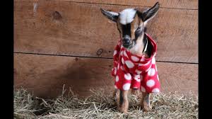 The Greatest Goat Kid Pj Party Ever Youtube