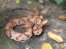 Venomous Snakes Of Tennessee Copperhead Rattlesnake And Cottonmouth They vary in size, habitats, and diet. venomous snakes of tennessee