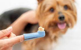 We did not find results for: What If My Pet Has A Gum Disease What Happens Next Shallowford Animal Hospital