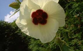 Image result for Hibiscus diversifolius