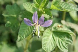 Image result for Cleome rubella