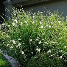 Image result for Dietes