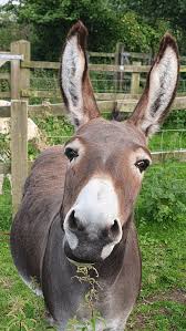A donkey
