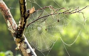 Anti Araignee Piege Et Repulsif Anti Araignee Toile D Araignee Araignee