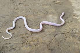 Move along a winding path; Two White Snakes First Of Their Species In The World Found In Nepal Global Voices