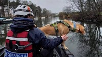 K9 Search and Rescue NI angry at DoJ snub
