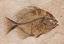 Events Kids Korner In August 2013 Fish Fossil Fossils Fossil