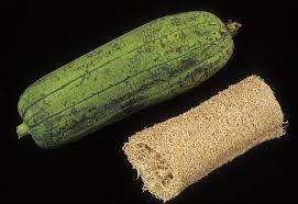 Image result for Luffa