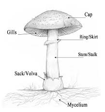 Mushroom Identification Basics Yellow Elanor
