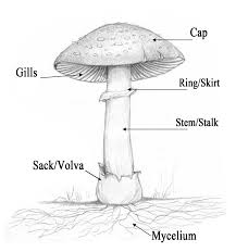 mushroom identification basics yellow elanor