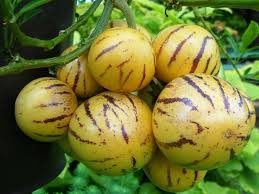 Image result for Solanum muricatum
