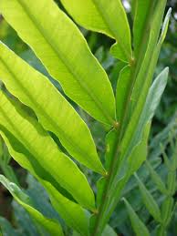 Image result for Filicium decipiens