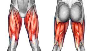 The posterior upper leg muscles provide your knees with mobility (extension, flexion and rotation) and strength.they work closely with your quadriceps muscles at the front of your thigh, your gluteal muscles, and your calf muscles to ensure proper movement of your leg and hip. Thigh Pain Injuries Symptoms Causes And Treatment