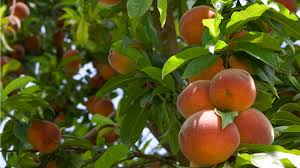 Well you're in luck, because here they come. Fruit Trees Grass Pad