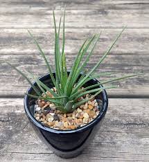 Image result for Aloe wildii
