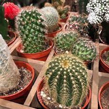 We're planting a tree with every purchase on your behalf! Wilbe Bloggin Why Terrariums Wilbe Bloomin Kensington Market S Flower Emporium Toronto Ontario