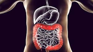 The male reproductive system is responsible for sexual function, as well as urination. Colon Large Intestine Anatomy Function Structure