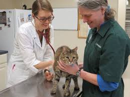 Find 51 affordable pet care options in ames, ia. Ames Pet Hospital 1400 Dickinson Ave Ames Ia Veterinarians Mapquest