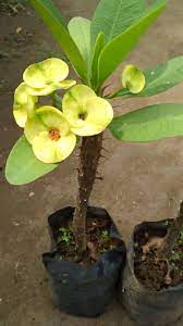 Maybe you would like to learn more about one of these? Bunga Euphorbia Kuning Lazada Indonesia