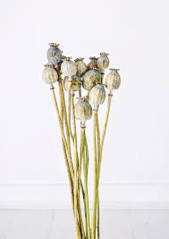 Dried flowers that smell good. Dried Flowers Where To Buy Best Varieties And Arrangement Tips