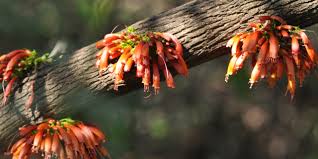 Image result for Halleria lucida