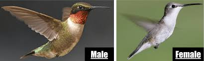 Did you know the flowers that attract hummingbirds? The 2 Types Of Hummingbirds In Georgia Id Guide Bird Watching Hq