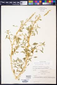 Image result for Amaranthus praetermissus