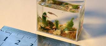Setting aquascape low maintenance ukuran 60cm x 40cm x 40cm dengan menggunakan hardscape batu erangga, batu lava, dan kayu rasamala. Aquascapejuara Ukuran Dan Bentuk Standar Aquarium