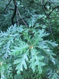 Image result for white oak leaf