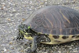 Image result for Pseudechinolaena