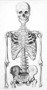Anatomy has served the visual arts since. Skeleton Half Skeleton Drawings Human Anatomy Art Skeleton Art
