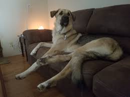 We are not sure why the great pyrenees german shepherd mix originated or exactly when. Stella The White German Shepherd Lab Mix And Jax The Black And Tan German Shepherd Great Pyrenees Mix Album On Imgur