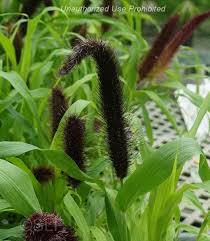 Image result for Cenchrus americanus