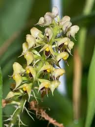 Image result for Polystachya adansoniae