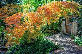 The katsura tree (cercidiphyllum japonicum) is a tree for all seasons. Photo Of The Entire Plant Of Japanese Maple Acer Palmatum Katsura Posted By Katenns Garden Org